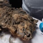 A frozen wolf discovered in Siberia turned out to be 44,000 years old. It's so well-preserved that scientists are checking its gut for ancient viruses.