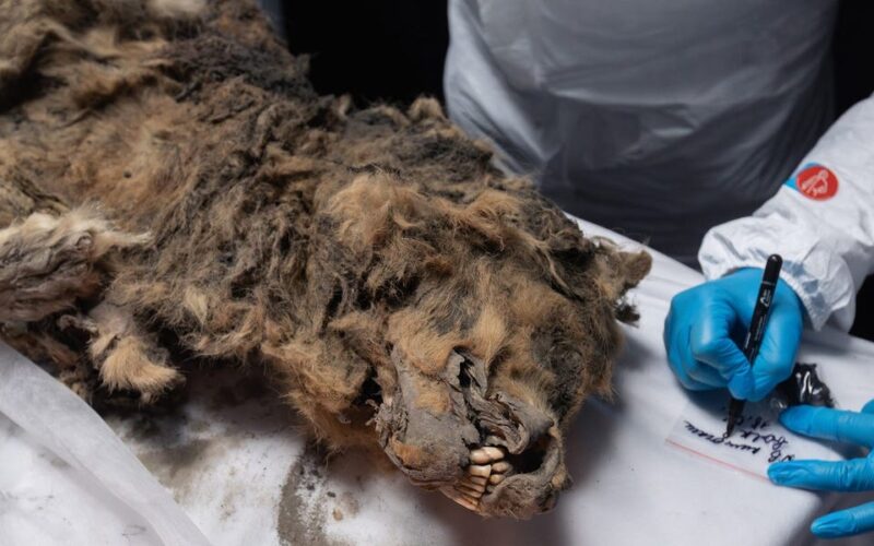 A frozen wolf discovered in Siberia turned out to be 44,000 years old. It's so well-preserved that scientists are checking its gut for ancient viruses.