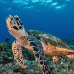 Advancing conservation with AI-based facial recognition of turtles