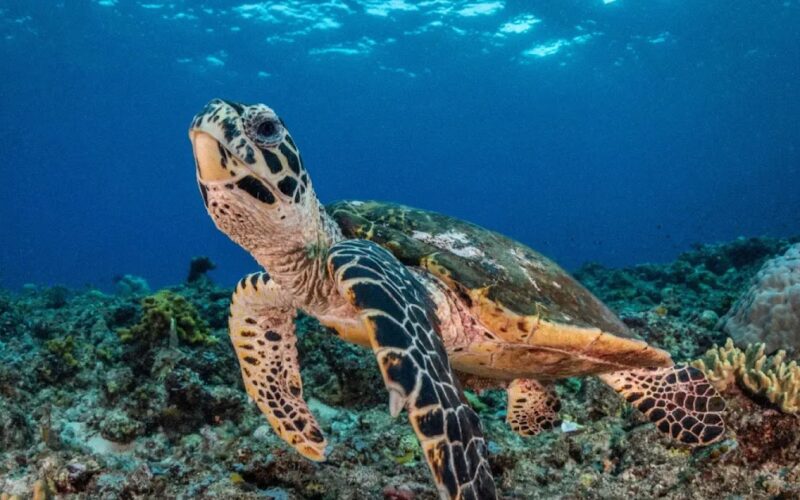 Advancing conservation with AI-based facial recognition of turtles