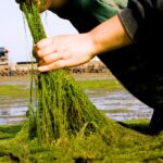 How Korea's gamtae seaweed won over Michelin-starred chefs around the world