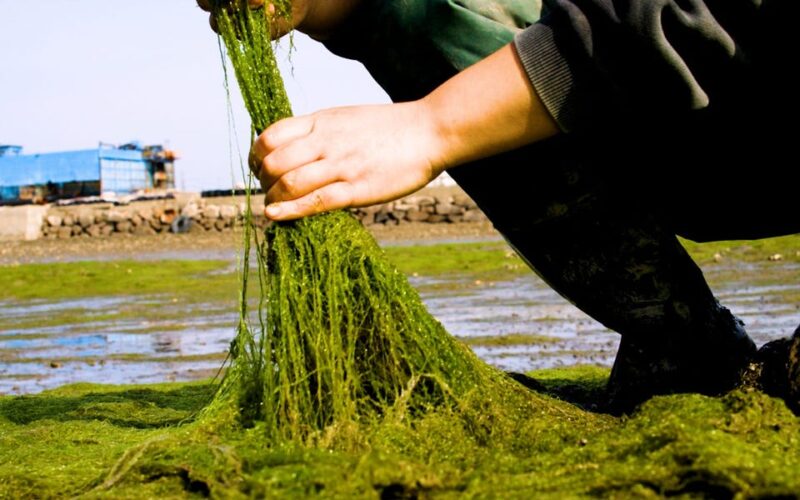 How Korea's gamtae seaweed won over Michelin-starred chefs around the world