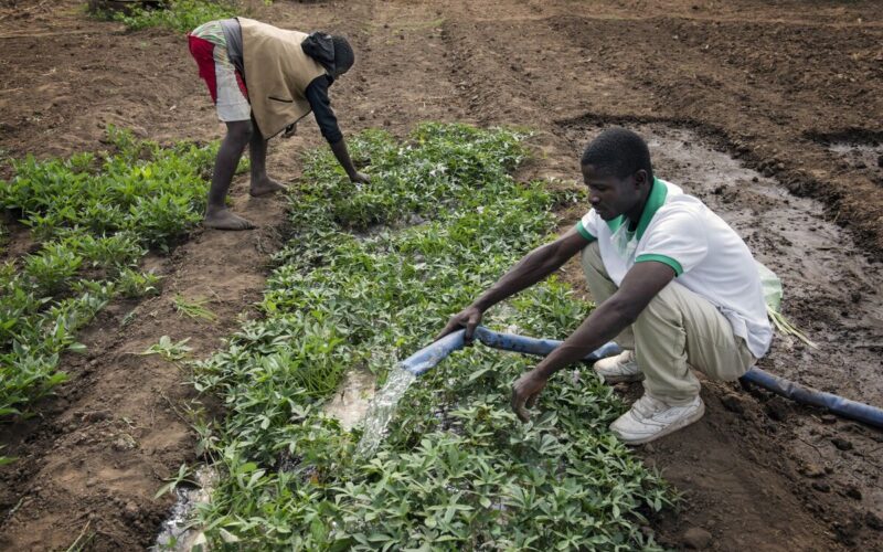 The AI Revolution Comes for Farmers Growing a Third of Our Food