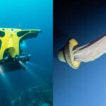 A luxury Viking cruise ship helped scientists encounter the rarely-seen giant phantom jellyfish