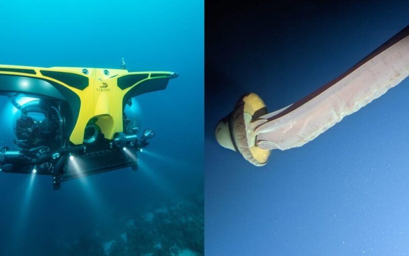 A luxury Viking cruise ship helped scientists encounter the rarely-seen giant phantom jellyfish