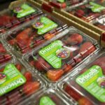 Alphabet Winds Down Mineral, Licenses Ag Technology to Berry Producer Driscoll’s