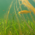 Busy soundscapes of seagrass meadows and the animals that live there revealed in new recordings – podcast