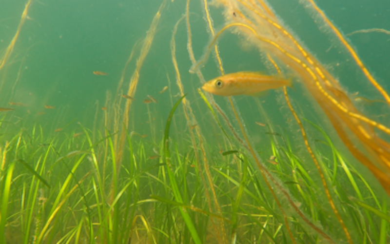 Busy soundscapes of seagrass meadows and the animals that live there revealed in new recordings – podcast