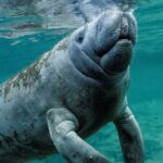 Florida residents were shocked to see a manatee swimming in their human-made lake. A biologist thinks she knows how it got there.