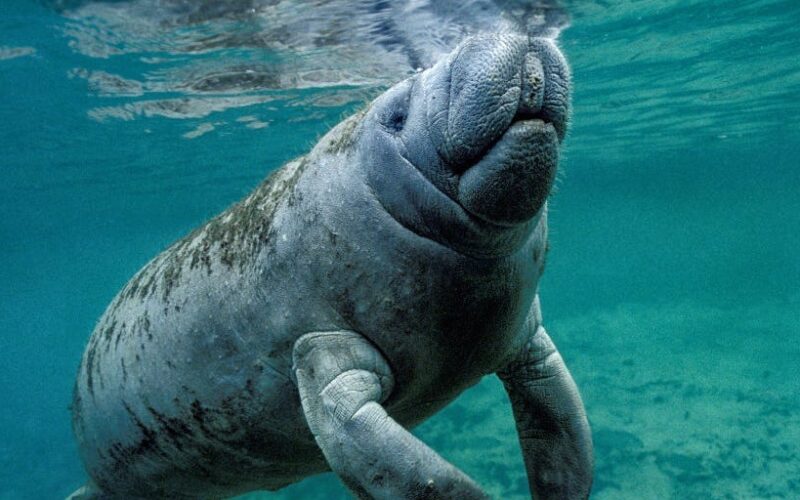 Florida residents were shocked to see a manatee swimming in their human-made lake. A biologist thinks she knows how it got there.