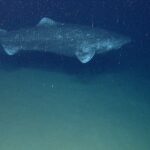 Greenland sharks can live for over 250 years, and scientists want to use their anti-aging secrets to help humans live longer