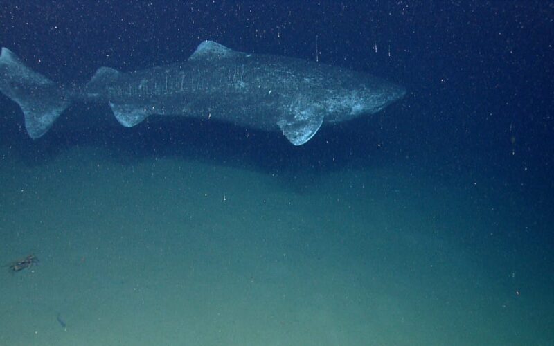 Greenland sharks can live for over 250 years, and scientists want to use their anti-aging secrets to help humans live longer