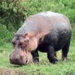 Hippos can launch themselves airborne for split seconds at a time, surprising scientists