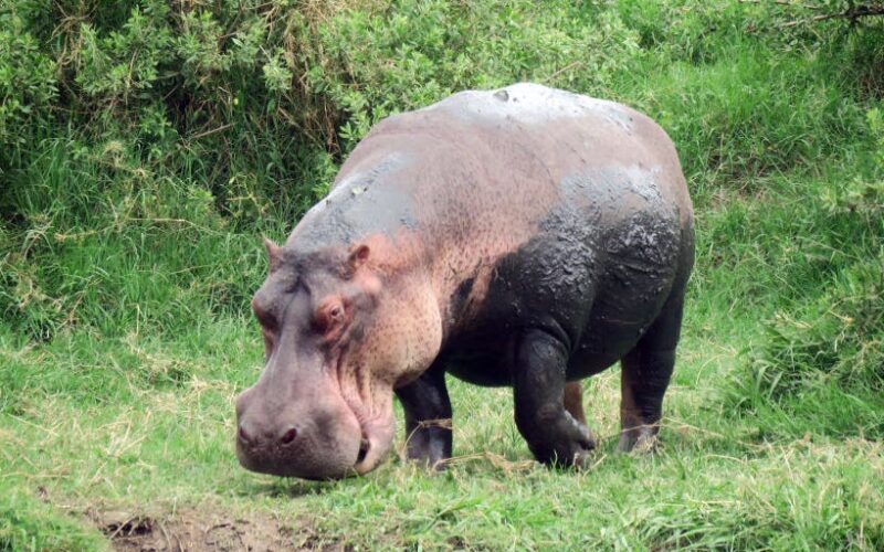 Hippos can launch themselves airborne for split seconds at a time, surprising scientists