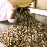 How Japan's priciest shiitake mushrooms fuel the $740 million global shiitake industry