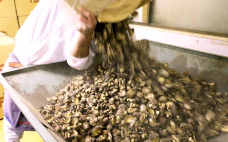 How Japan's priciest shiitake mushrooms fuel the $740 million global shiitake industry