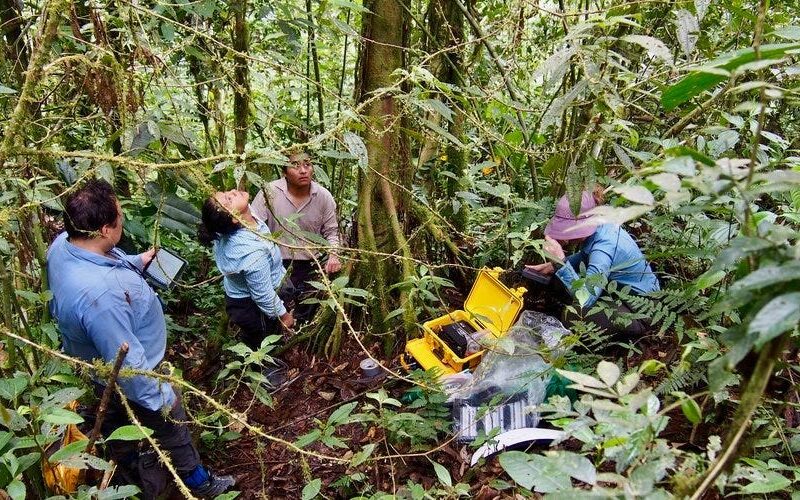 Scientists found a groundbreaking new reason to plant more trees