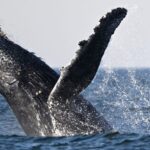 Video showed a humpback whale smashing into and capsizing a boat. Biologists say the whale was likely just feeding.