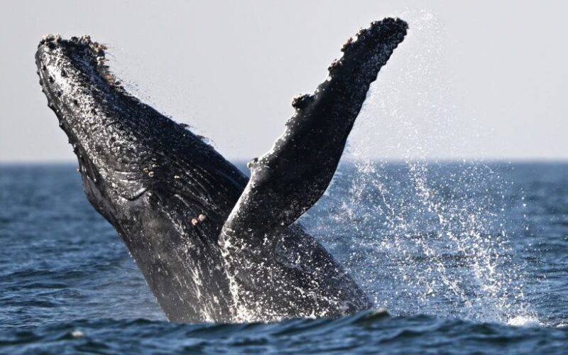 Video showed a humpback whale smashing into and capsizing a boat. Biologists say the whale was likely just feeding.