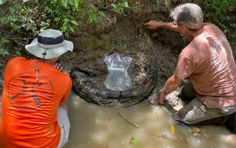 An amateur fossil hunter found a 7-foot-long mammoth tusk that's thousands of years old — take a look