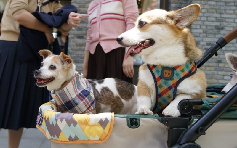 China's city dwellers will soon have more pets than toddlers, and there's one way investors can cash in on the trend, Goldman Sachs says