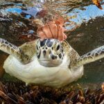 Photos from the Ocean Photographer of the Year awards show the beauty and fragility of underwater wildlife