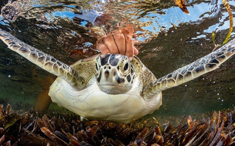 Photos from the Ocean Photographer of the Year awards show the beauty and fragility of underwater wildlife