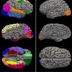 Brain scans show teen girls aged 4 years faster than boys during COVID lockdowns. We asked the researcher what that means long-term.