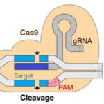 CRISPR-Cas9 guide RNA efficiency prediction with efficiently tuned models in Amazon SageMaker | Amazon Web Services