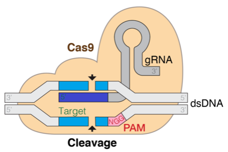 CRISPR-Cas9 guide RNA efficiency prediction with efficiently tuned models in Amazon SageMaker | Amazon Web Services