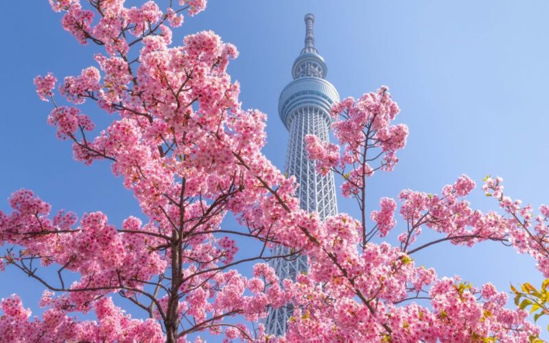 Japan is encouraging Americans to visit with free domestic flights. Here's how to book.