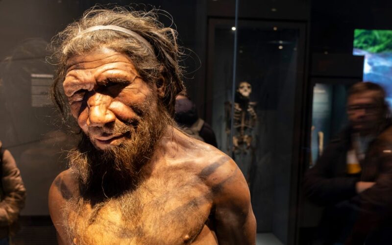 Scientists discovered a unique line of Neanderthals and it's helping solve the mystery of humanity's last great extinction