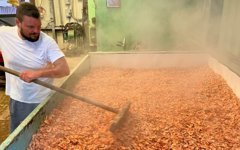 Why Louisiana's $1.3 billion shrimp industry could go extinct