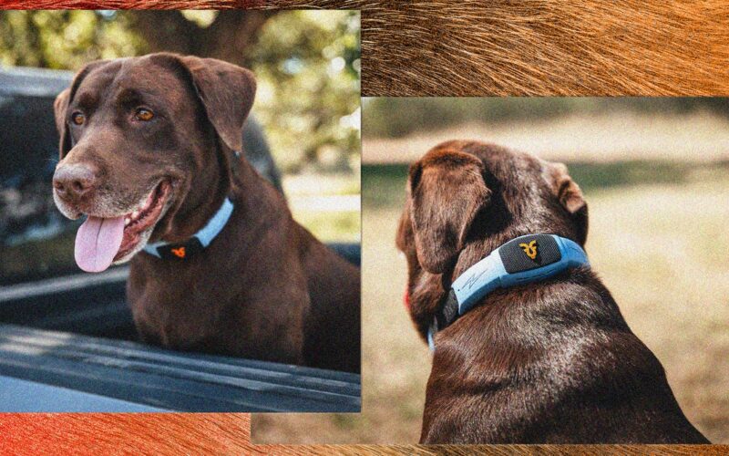 This Talking Pet Collar Is Like a Chatbot for Your Dog