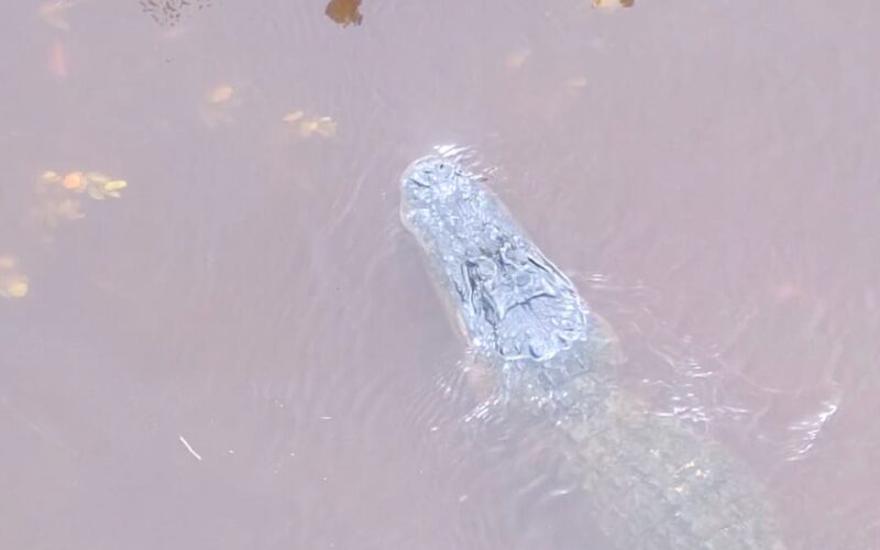 Video shows a stray alligator swimming near Florida's flooded streets after Hurricane Helene displaced it