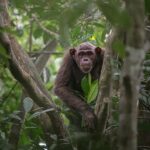 25 photos from the Wildlife Photographer of the Year contest portray the beauty and vulnerability of life in the wild