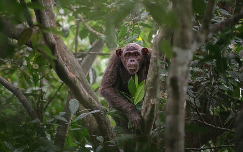 25 photos from the Wildlife Photographer of the Year contest portray the beauty and vulnerability of life in the wild