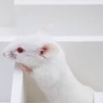 Finding the Way: Backtracking Algorithm for Rat in a Maze