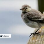 Wagtail on Docker